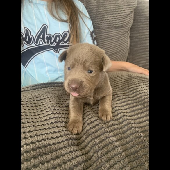 Labrador Retriever - Both