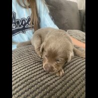 Labrador Retriever - Both