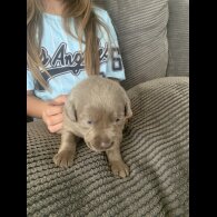 Labrador Retriever - Both