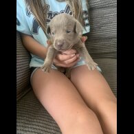 Labrador Retriever - Both