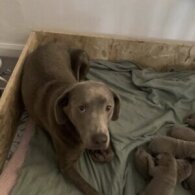 Labrador Retriever - Both