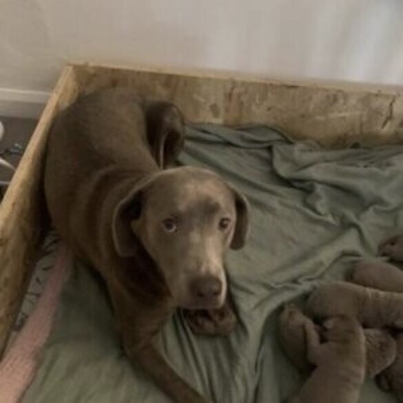 Labrador Retriever - Both