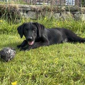 Labrador Retriever - Both