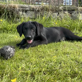 Labrador Retriever - Both