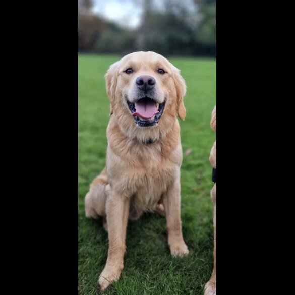 Labrador Retriever - Both