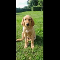 Labrador Retriever - Both