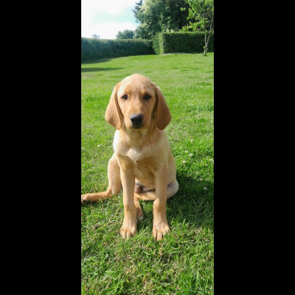 Labrador Retriever - Both