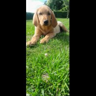 Labrador Retriever - Both