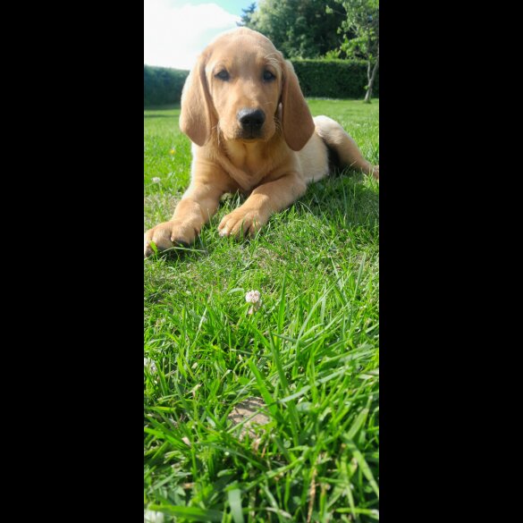 Labrador Retriever - Both