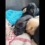 Labrador Retriever - Both