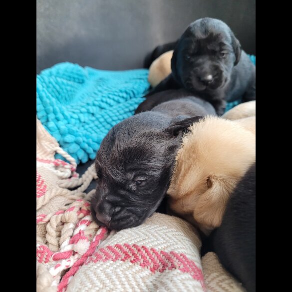 Labrador Retriever - Both