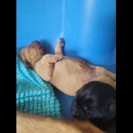 Labrador Retriever - Both