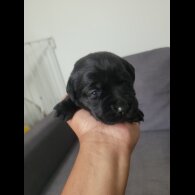 Labrador Retriever - Both