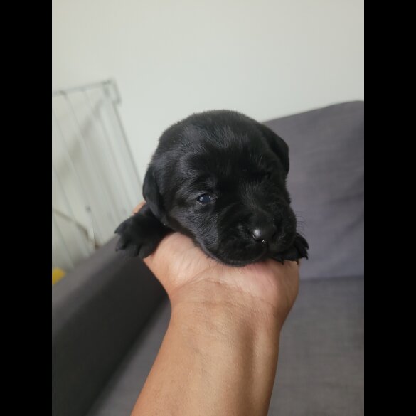Labrador Retriever - Both