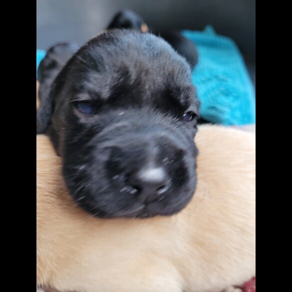 Labrador Retriever - Both