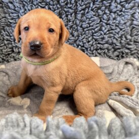 Labrador Retriever - Both