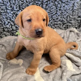 Labrador Retriever - Both