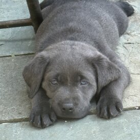 Labrador Retriever - Both