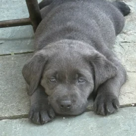 Labrador Retriever - Both