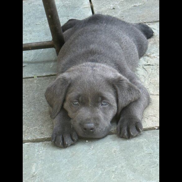 Labrador Retriever - Both