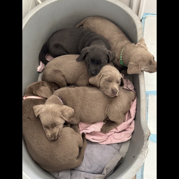 Labrador Retriever - Both