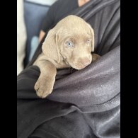 Labrador Retriever - Both