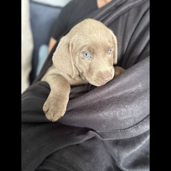 Labrador Retriever - Both