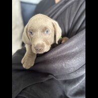 Labrador Retriever - Both