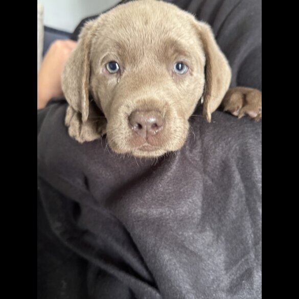 Labrador Retriever - Both