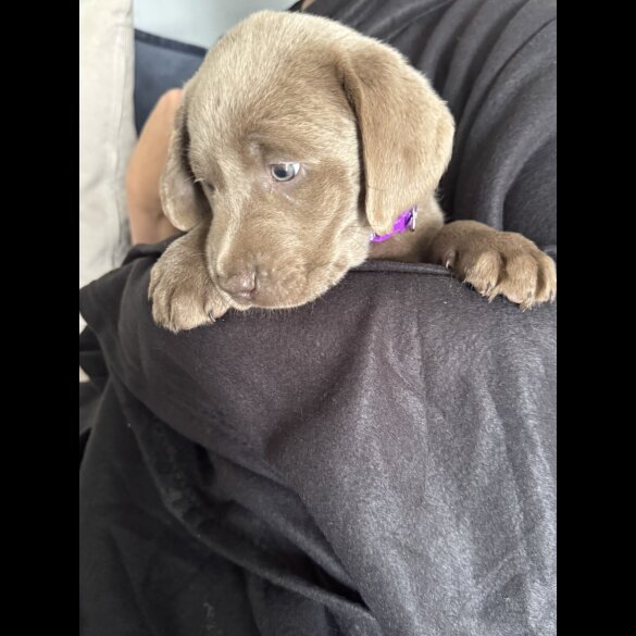 Labrador Retriever - Both