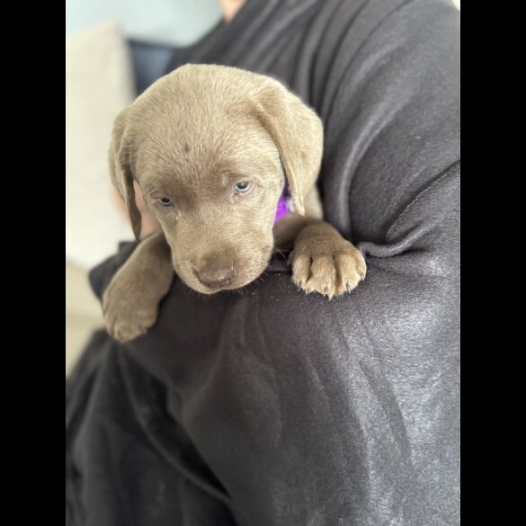 Labrador Retriever - Both