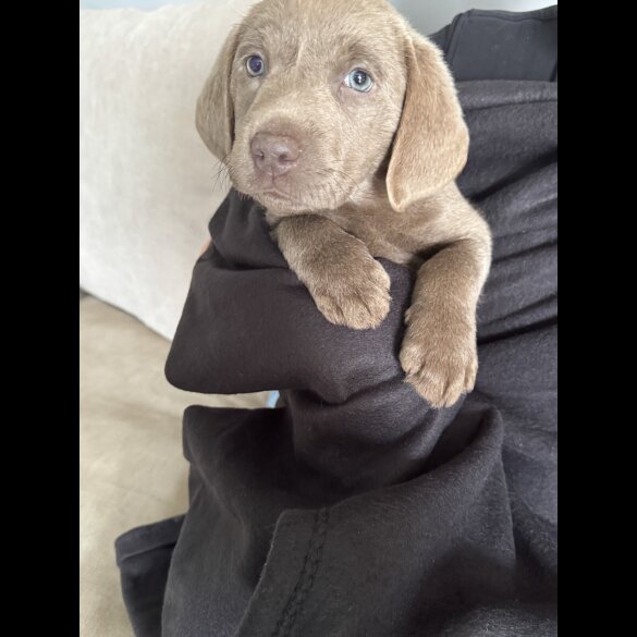 Labrador Retriever - Both