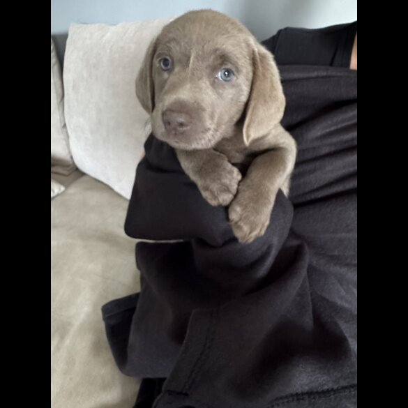 Labrador Retriever - Both