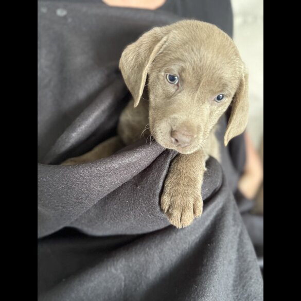 Labrador Retriever - Both