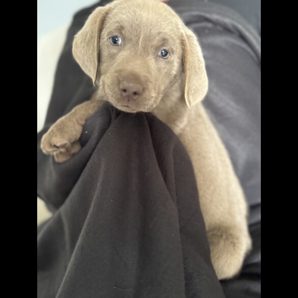 Labrador Retriever - Both