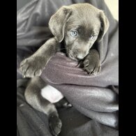 Labrador Retriever - Both