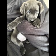 Labrador Retriever - Both