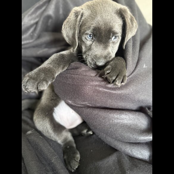 Labrador Retriever - Both