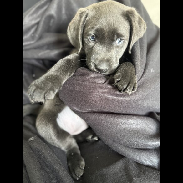 Labrador Retriever - Both