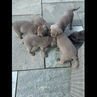 Labrador Retriever - Both