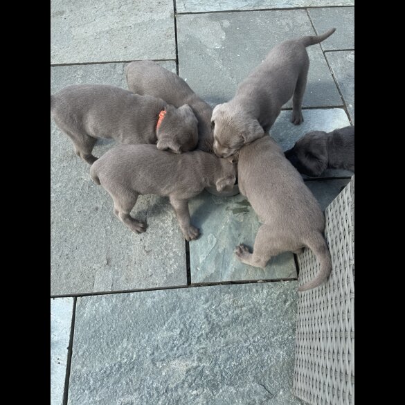 Labrador Retriever - Both