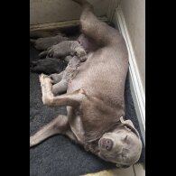 Labrador Retriever - Both