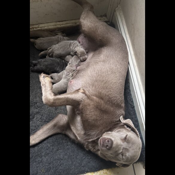 Labrador Retriever - Both