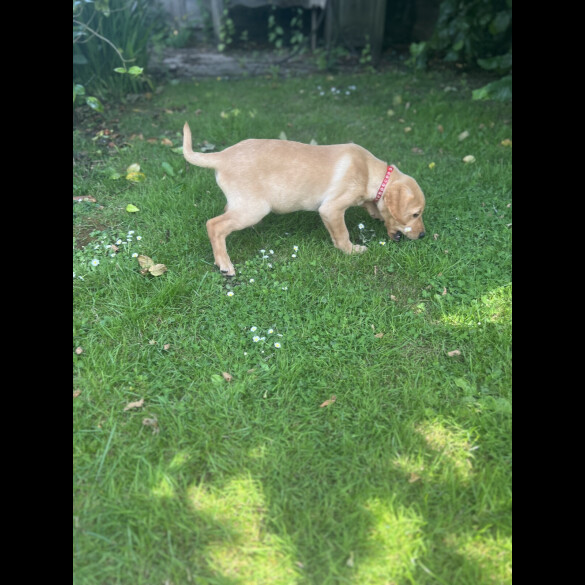 Labrador Retriever - Dogs