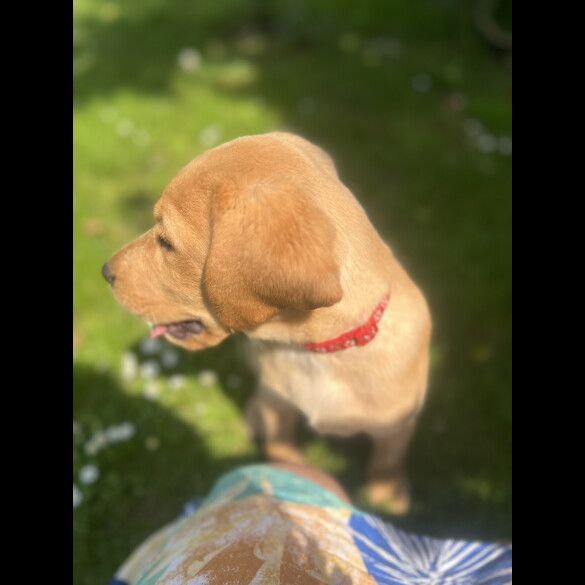 Labrador Retriever - Dogs