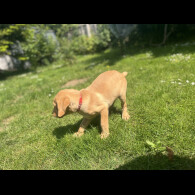 Labrador Retriever - Dogs