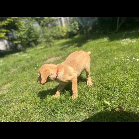 Labrador Retriever - Dogs