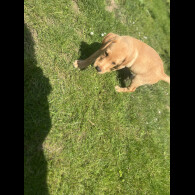 Labrador Retriever - Dogs