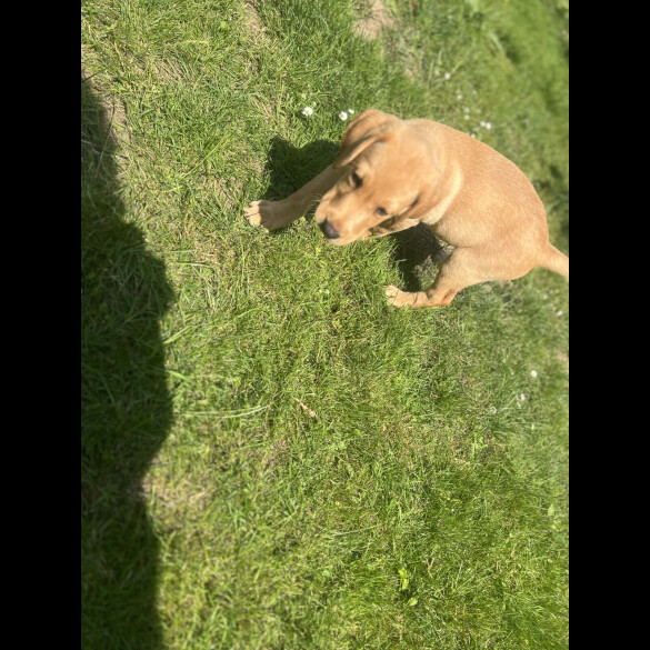Labrador Retriever - Dogs