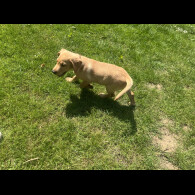 Labrador Retriever - Dogs